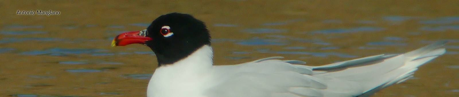 Gaviota cabecinegra
