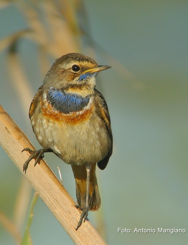 White-spotted Bluethroat